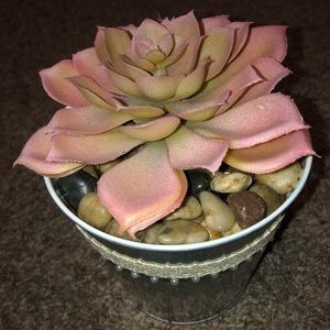 Succulent Decoration